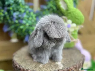 Mini Lop rabbits ⭐️ PUREBRED FRIENDLY MINI LOP BABY BUNNIES ⭐️ - Advert 10