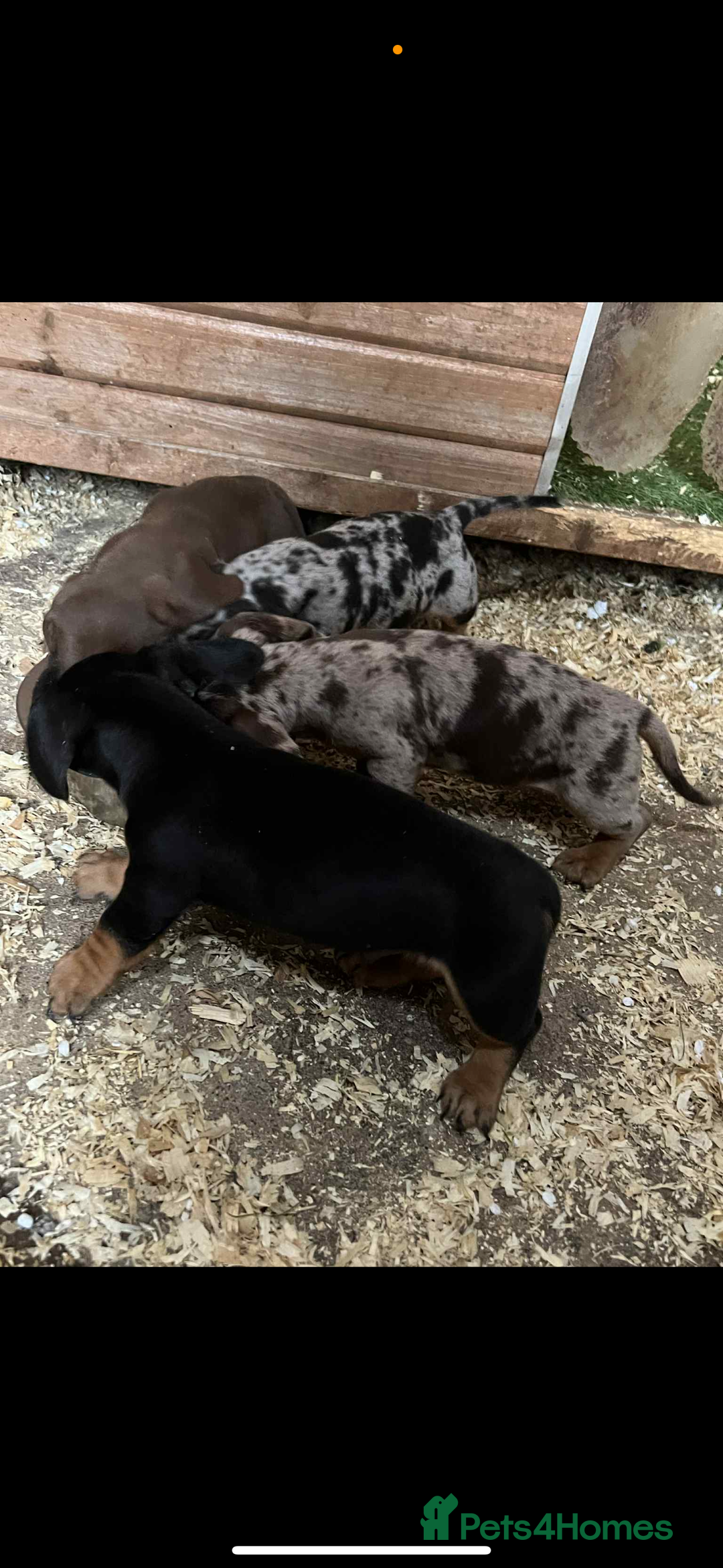 Dachshund dogs for sale: Dashounds pups  - Image 3