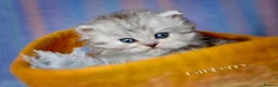 Persian cats for sale: Persian Chinchilla Kittens  - Advert 4