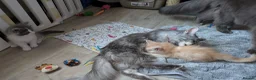 Ragcoon cats for sale: Bouncing beauties ready to go  - Advert 21