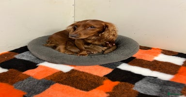 Cocker Spaniel dogs Beautiful Dark Red KC Registered Cocker Pups - Advert 13