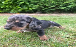 Dachshund dogs for sale: Dachshund pups - Image 2