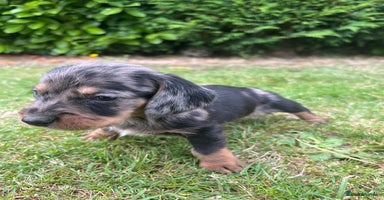Dachshund dogs - Advert 4