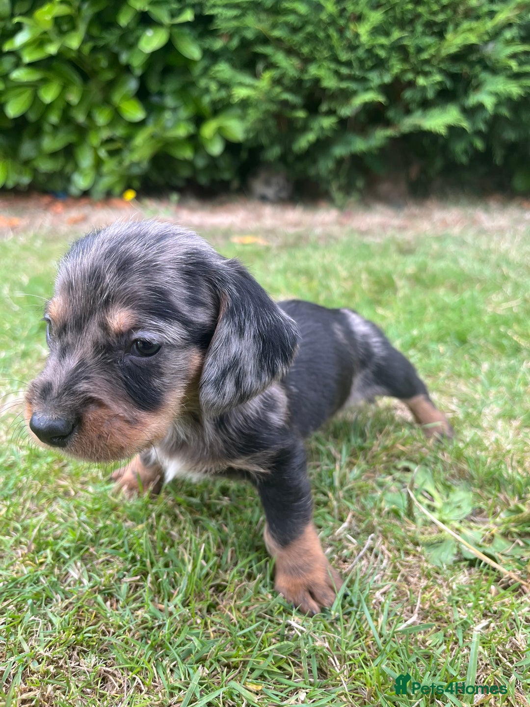 Dachshund dogs for sale: Dachshund pups - Image 2