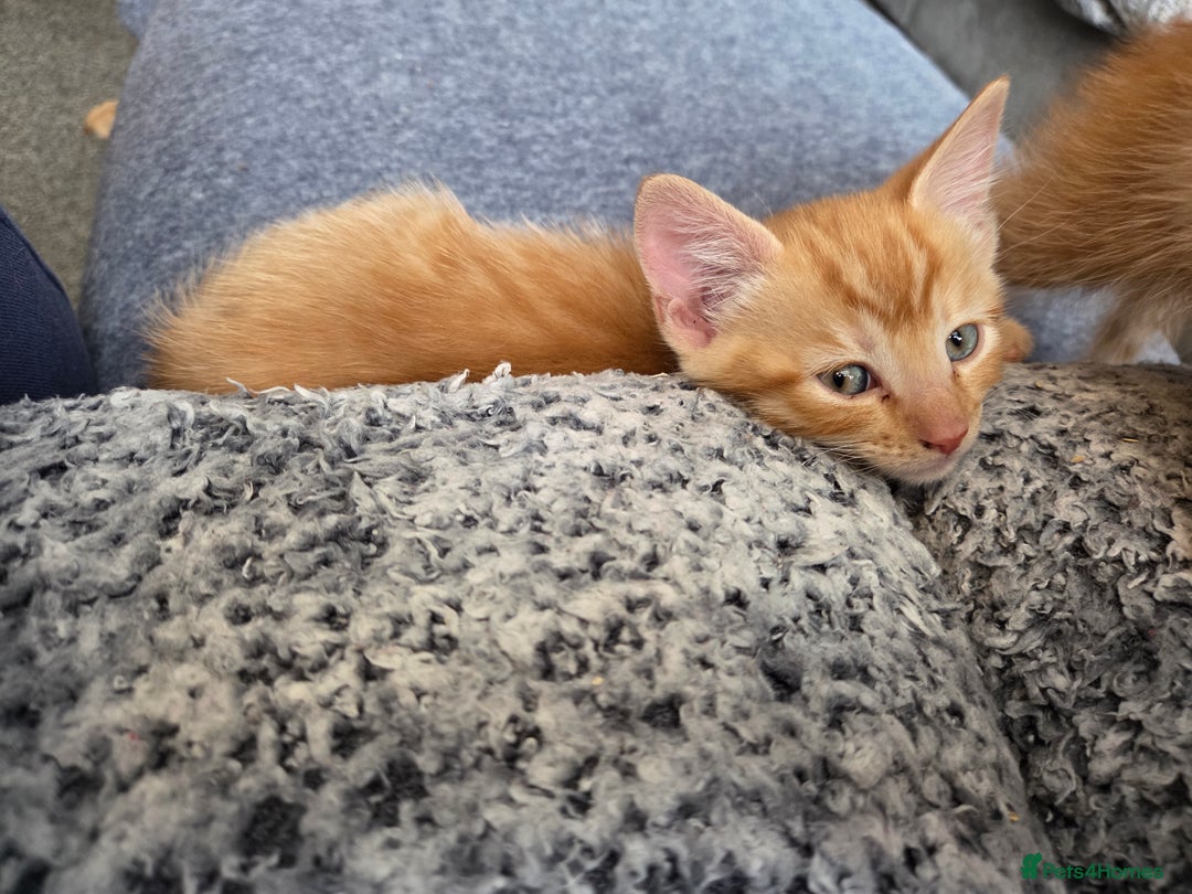 Mixed Breed cats for sale: 4 BEAUTIFUL KITTENS  - Image 5