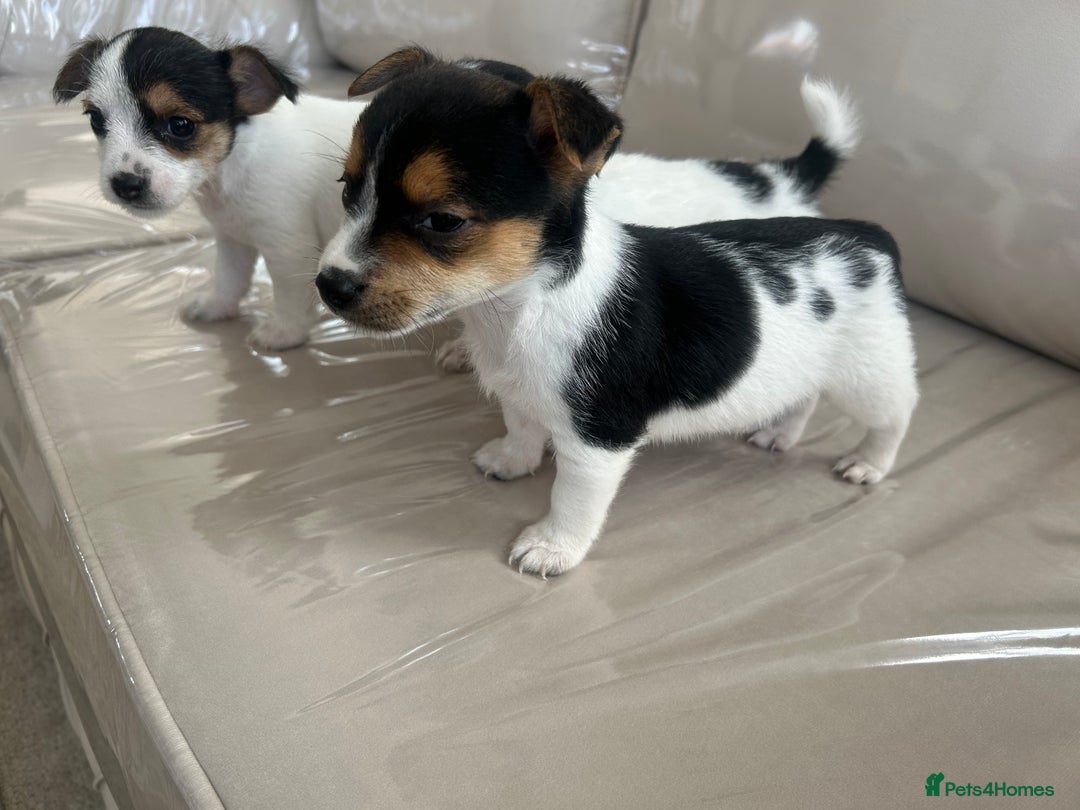 Jack Russell dogs for sale: Jack russel puppy’s  - Image 6