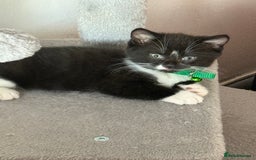 British Shorthair cats for sale: Last one left grey and white female  - Image 34