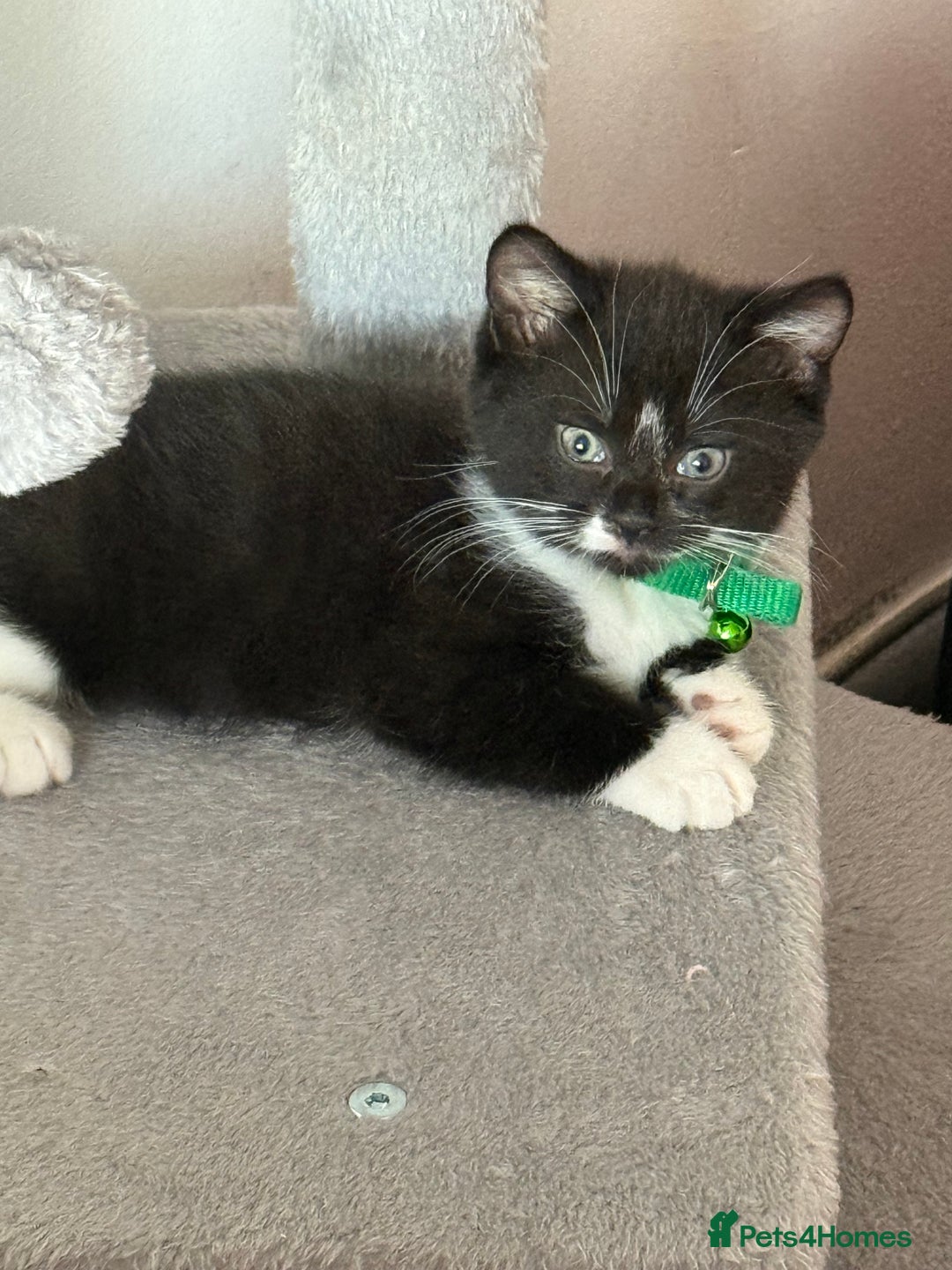 British Shorthair cats for sale: Last one left grey and white female  - Image 34