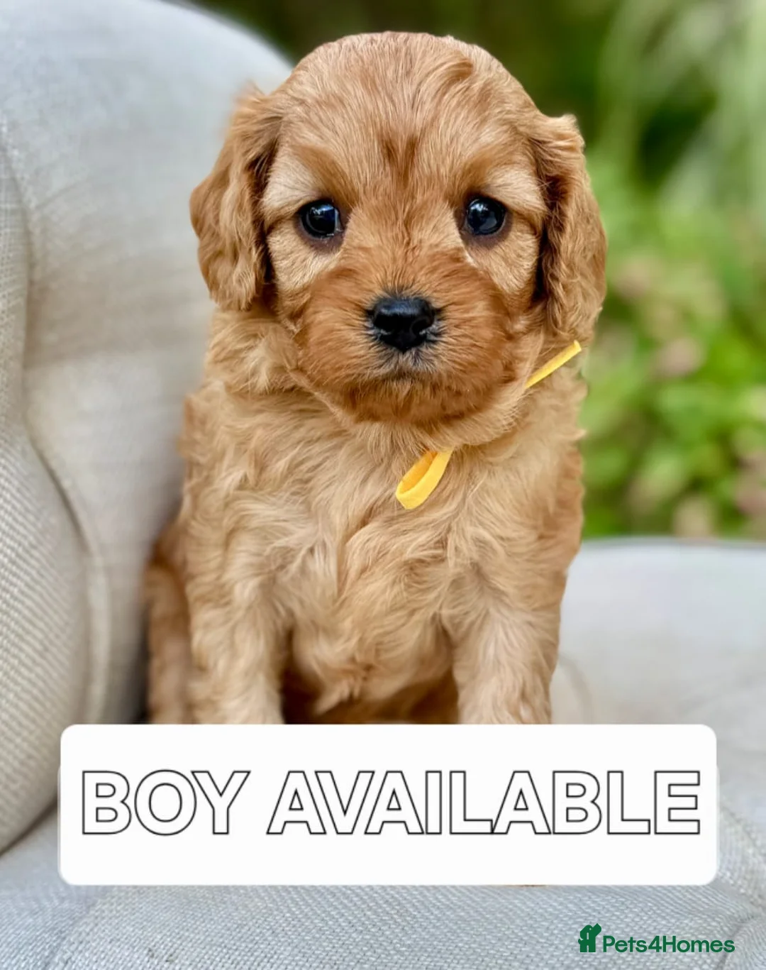 Cavapoo dogs for sale: Stunning f1b cavapoo puppies - Advert 3