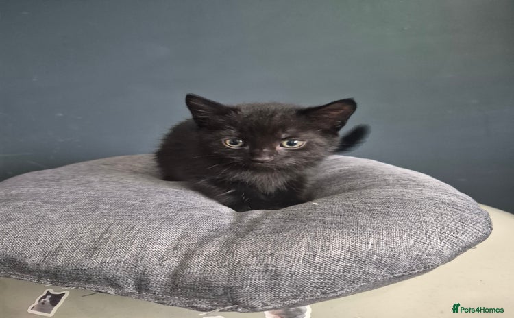 Mixed Breed cats - Advert 15