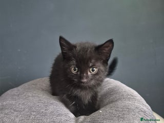 Mixed Breed cats - Advert 25