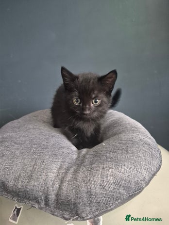 Mixed Breed cats - Advert 31