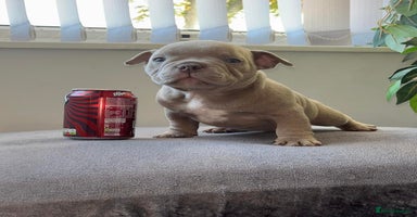 American Bully dogs - Advert 2