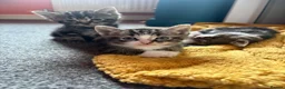 Mixed Breed cats for sale: Kittens!!!  - Advert 8
