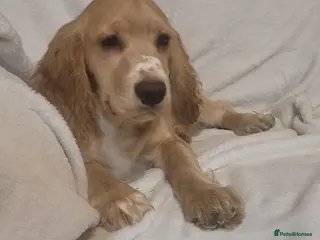 Cocker Spaniel dogs cocker spaniel puppies in Dover - Advert 1