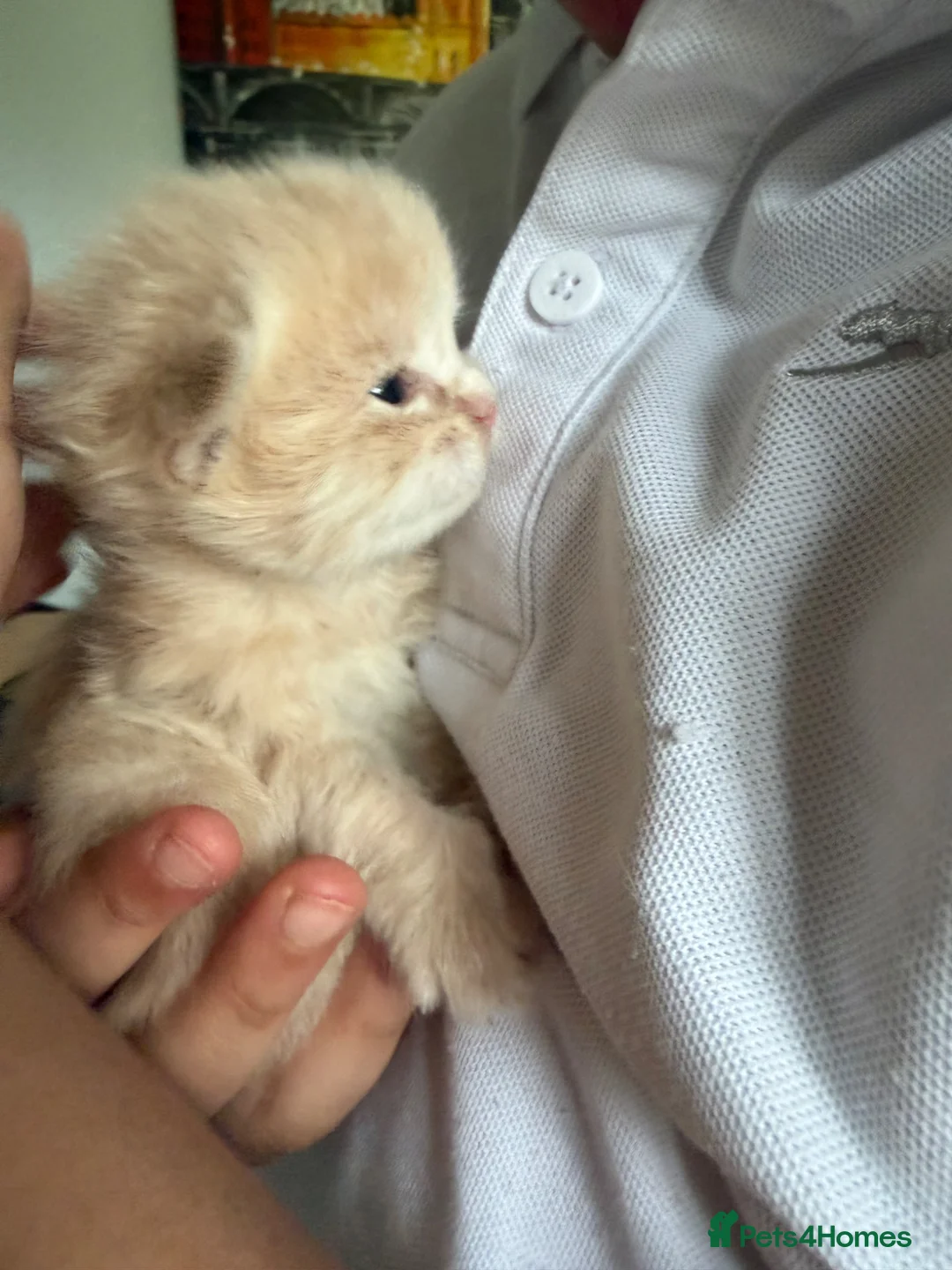 Maine Coon cats for sale: Unique Giant Fawn Main Coon X Ragdoll - Advert 1