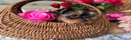Yorkshire Terrier dogs for sale:  Yorkshire Terrier puppies. - Advert 11