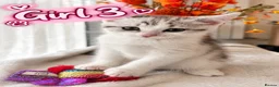British Shorthair cats for sale: 🐾 3 Beautiful Female Silver Tabby & White Kittens in Harpenden - Advert 5