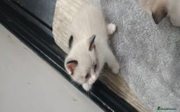 Ragdoll cats for sale: 3 quarters RAGDOLL KITTENS FOR SALE £150 - Image 23