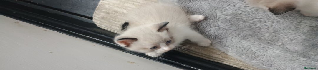 Ragdoll Kitten 3
