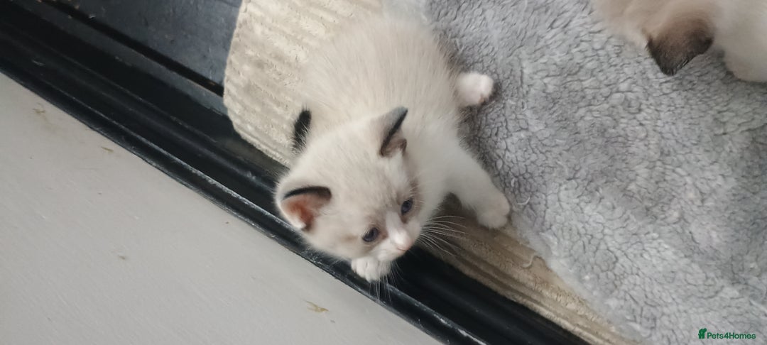 Ragdoll cats for sale: 3 quarters RAGDOLL KITTENS FOR SALE £150 - Image 23