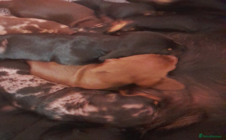 Miniature Dachshund dogs - Advert 13