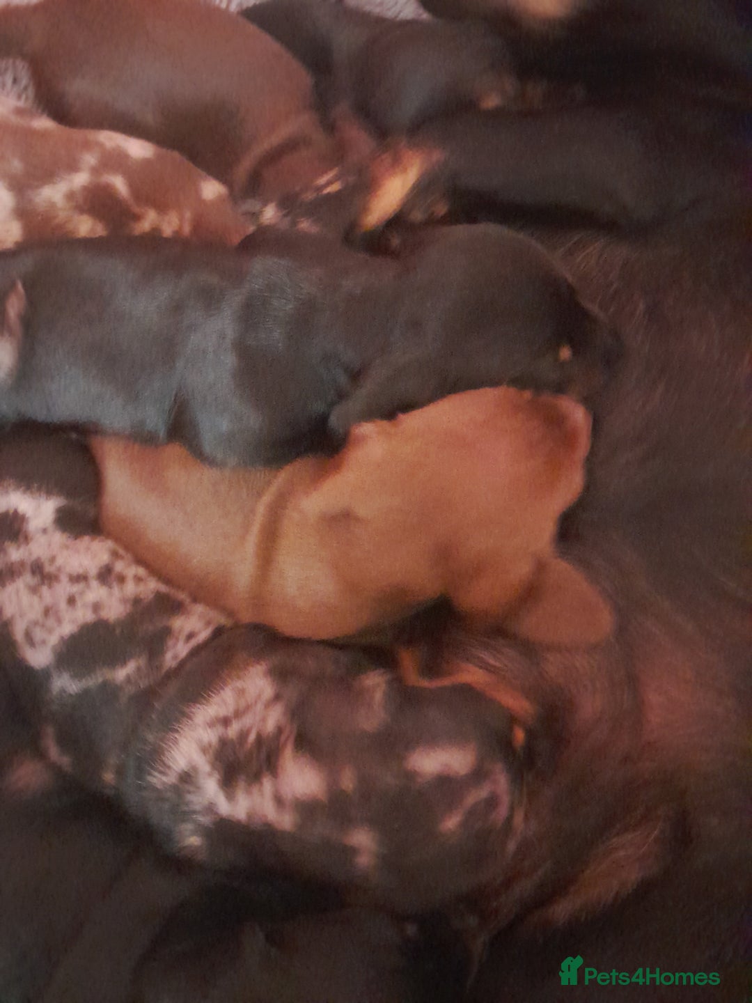 Miniature Dachshund dogs for sale: Miniature dachshunds  - Image 1
