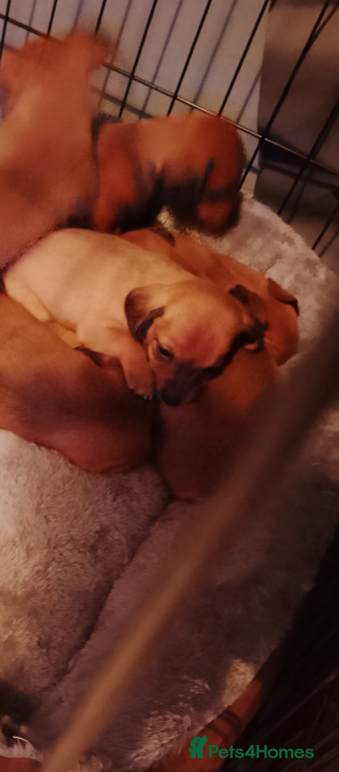 Dachshund dogs for sale: Last 2 dachshund boys for homes - Advert 5