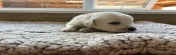 Golden Retriever dogs for sale: Health tested and KC-stunning golden retrievers  - Advert 23