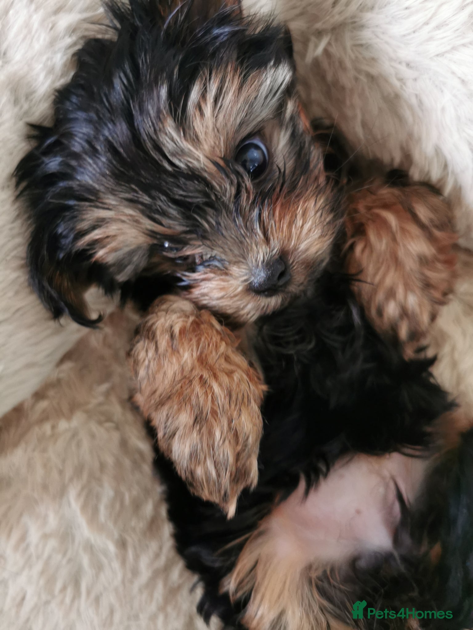 Yorkshire Terrier dogs for sale: for sale  - Advert 4