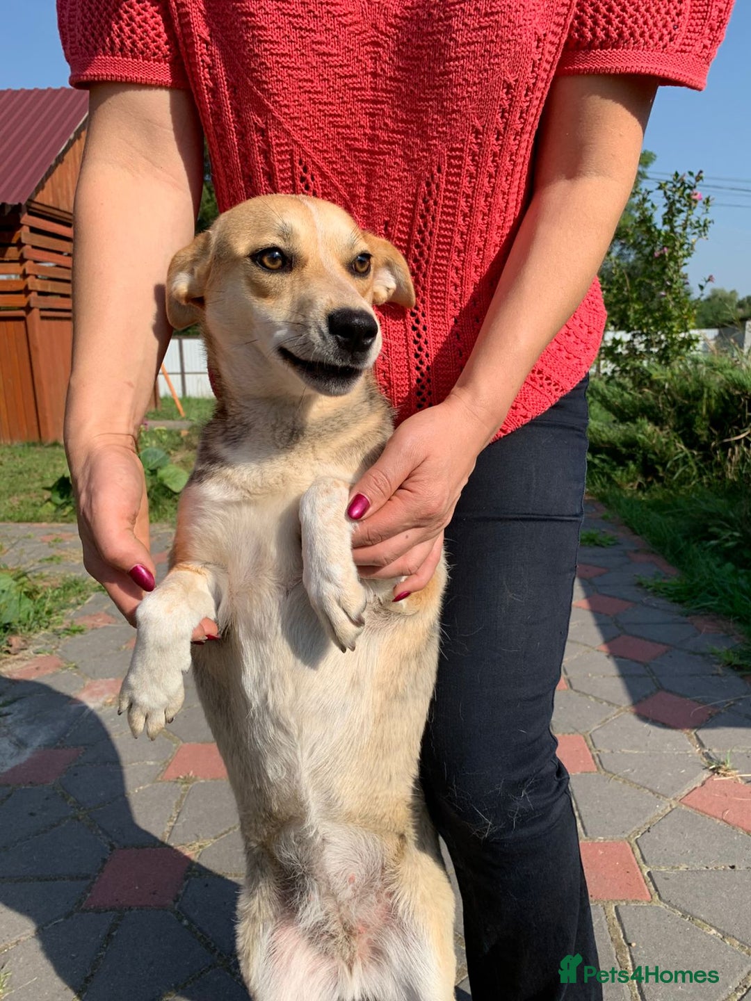 Mixed Breed dogs for adoption: 💖🐶 ROSITA 🐶💖 - Image 6
