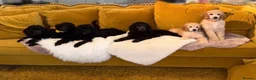Standard Poodle dogs for sale: Baby blue  - Advert 12