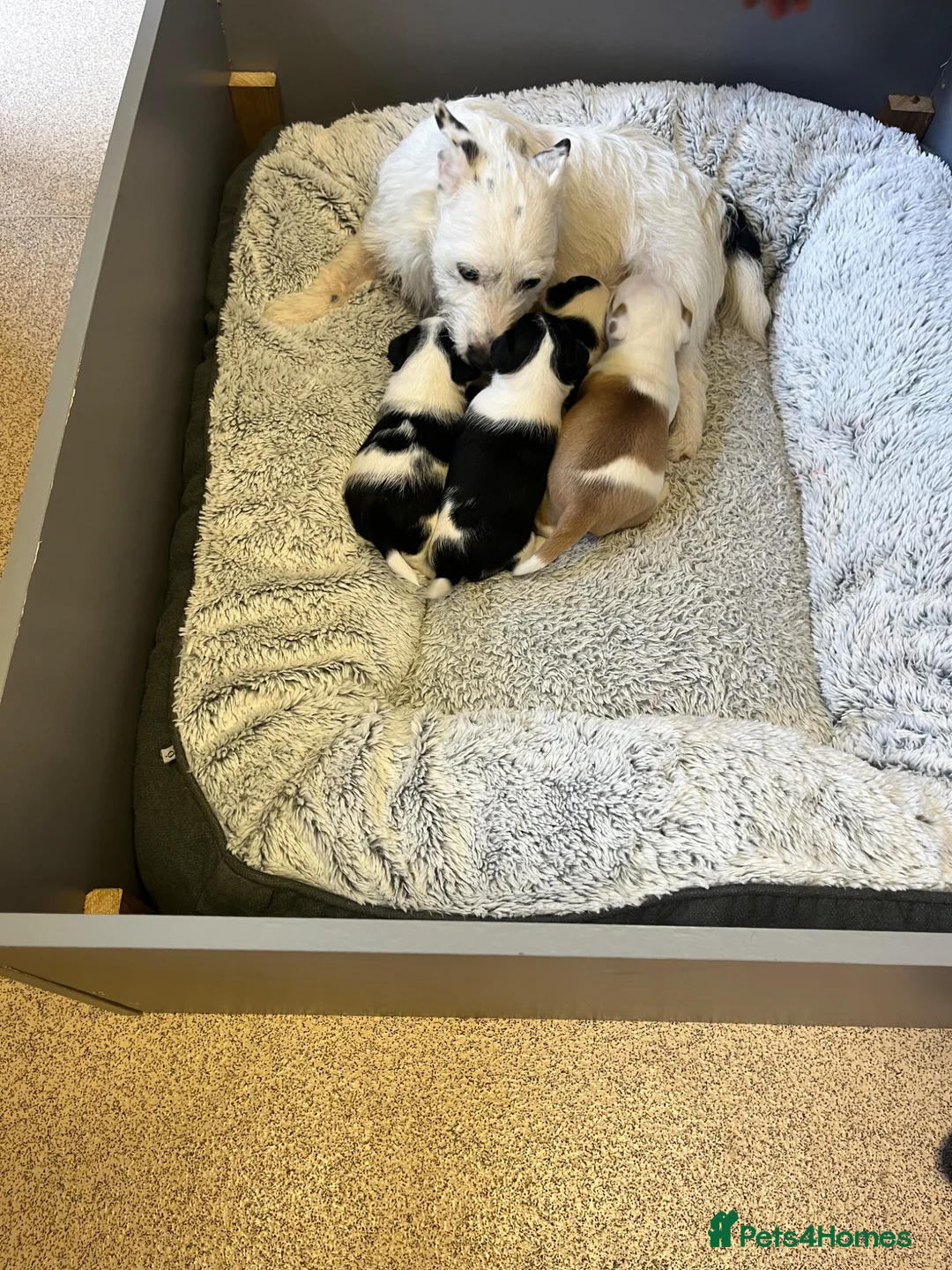 Jack Russell dogs for sale: Jack Russell pups in Melksham - Advert 1