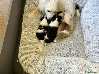 Jack Russell dogs Jack Russell pups - Advert 3