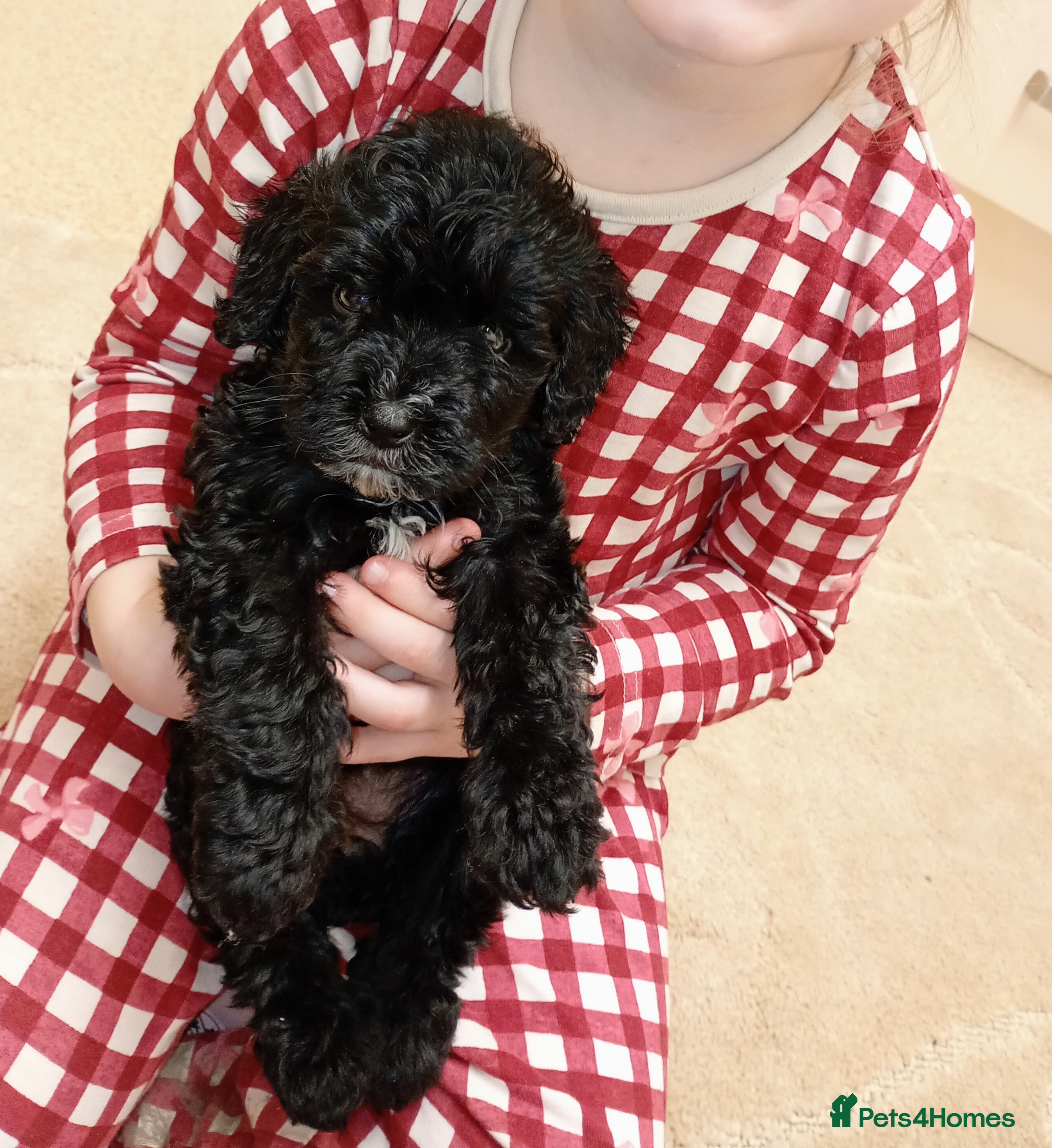 Shihpoo dogs Unusual Shihpoo puppies ready to leave  - Advert 9