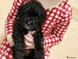 Shihpoo dogs Unusual Shihpoo puppies ready to leave - Advert 9