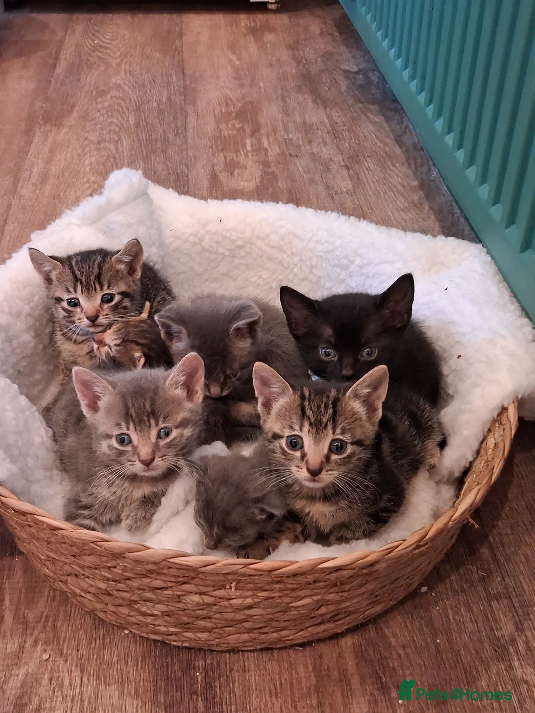 Mixed Breed cats for sale: Beautiful fluffy kittens - Advert 1