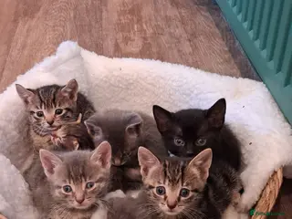 Mixed Breed cats Beautiful fluffy kittens - Advert 1