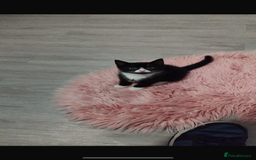 Mixed Breed cats for sale: Beautiful black & white kitten - Image 3