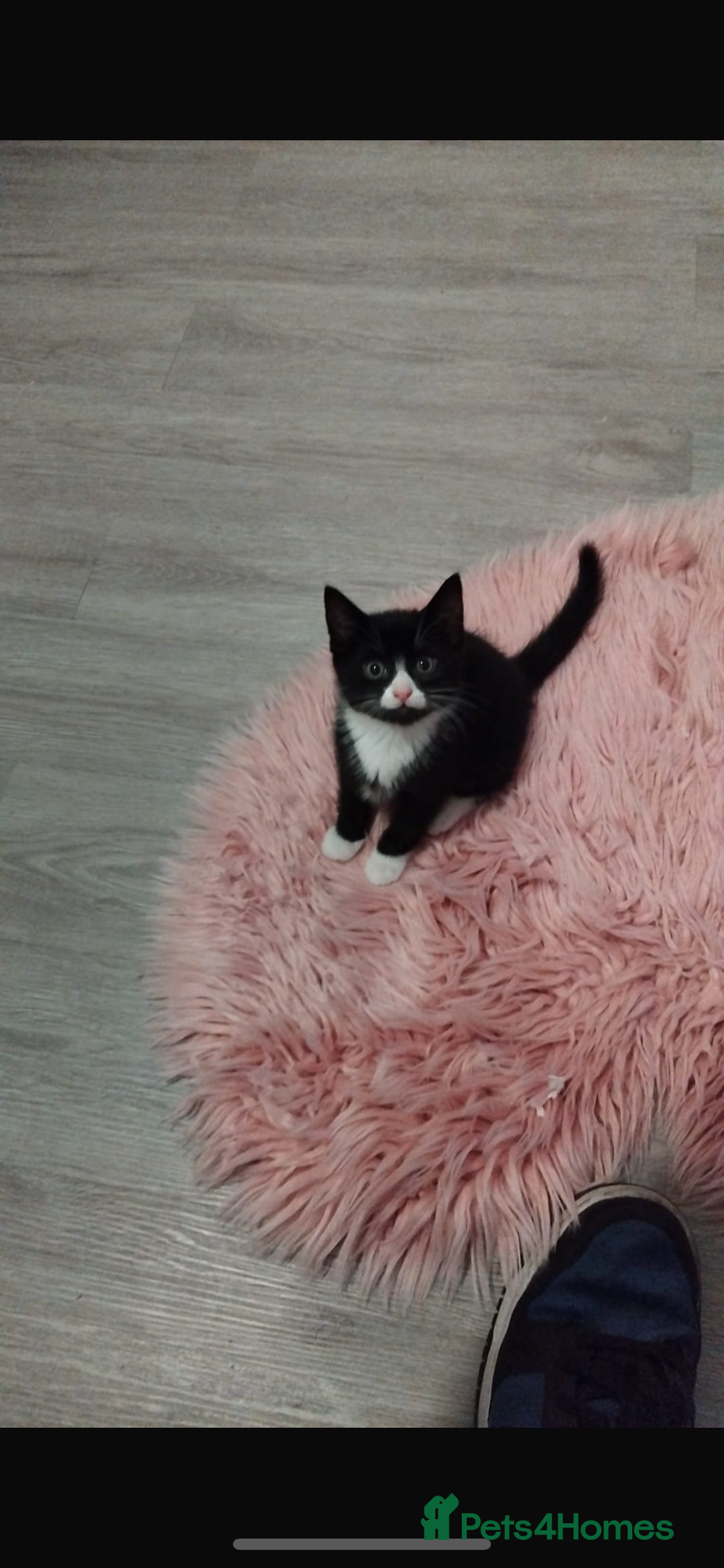 Mixed Breed cats for sale: Beautiful black & white kitten - Image 3