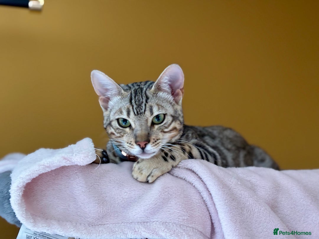Bengal cats for sale: Silver Bengal looking for loving home  - Image 5