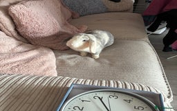 Mini Lop rabbits for sale: Rabbit for sale with cage and litter box - Image 5