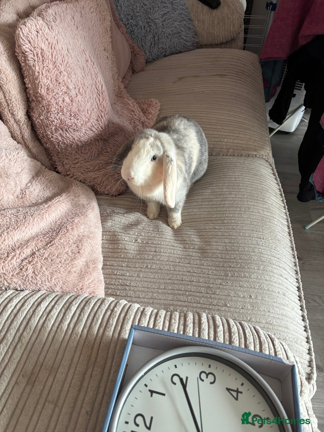 Mini Lop rabbits for sale: Rabbit for sale with cage and litter box - Image 5