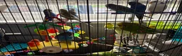 Budgerigars birds for sale: Mixed variety of Budgies For Sale - Advert 4