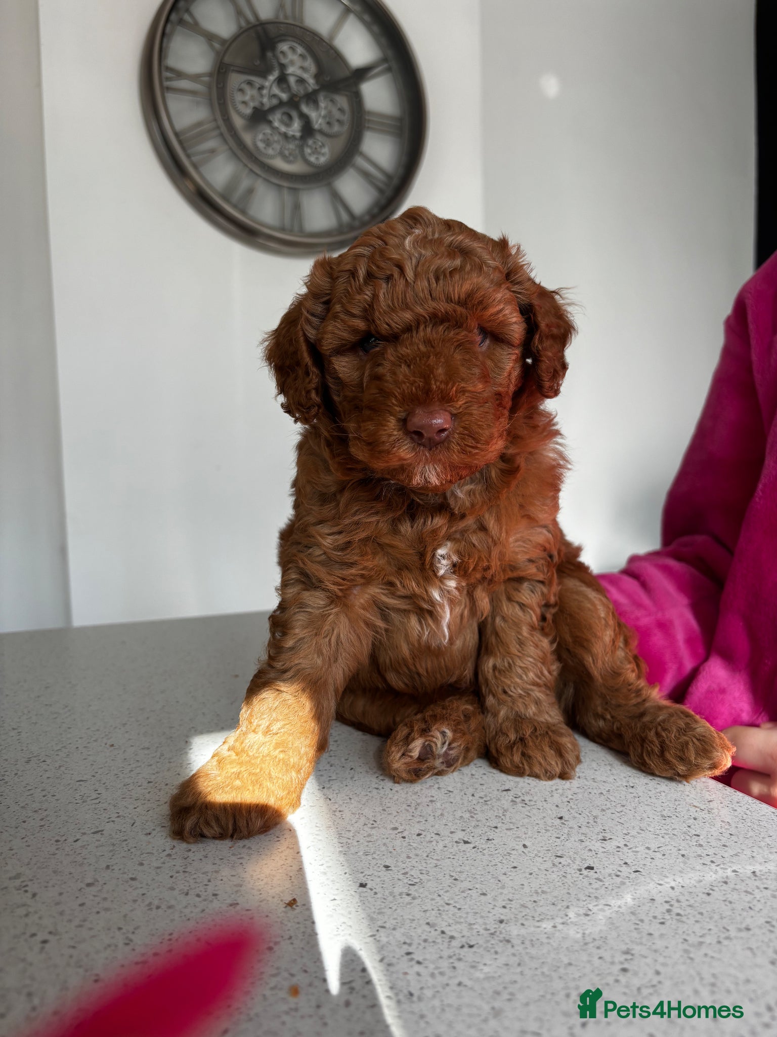 Cockapoo dogs F1B Pups One girl left 🩷 - Advert 10