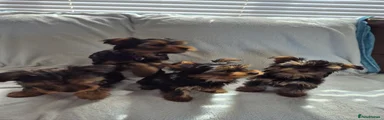 Yorkshire Terrier 4 blue