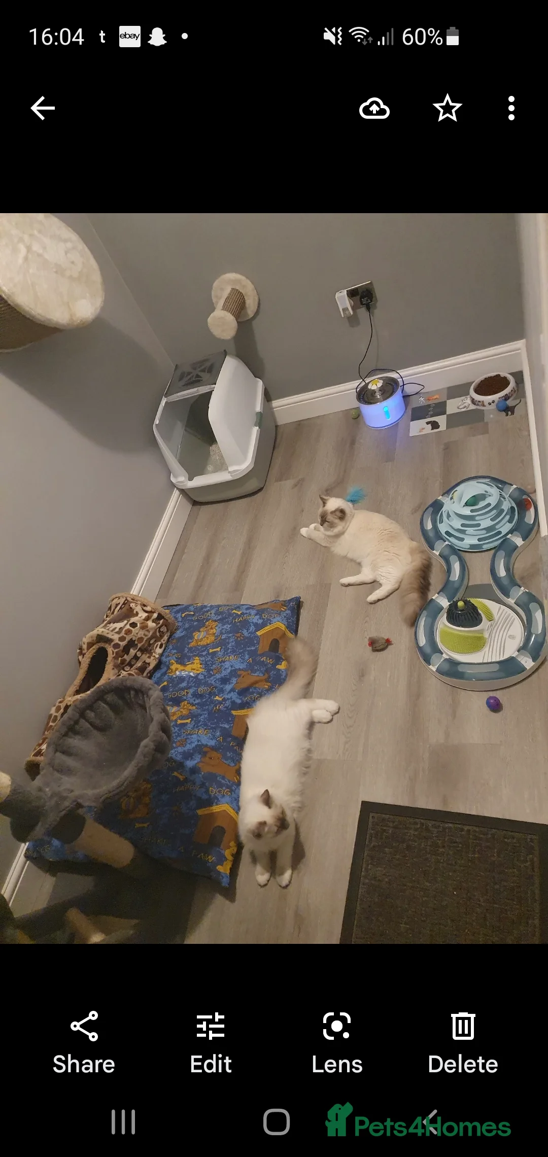 Ragdoll cats for stud: Gccf active large blue mitted ragdoll stud loki in Wakefield - Advert 4