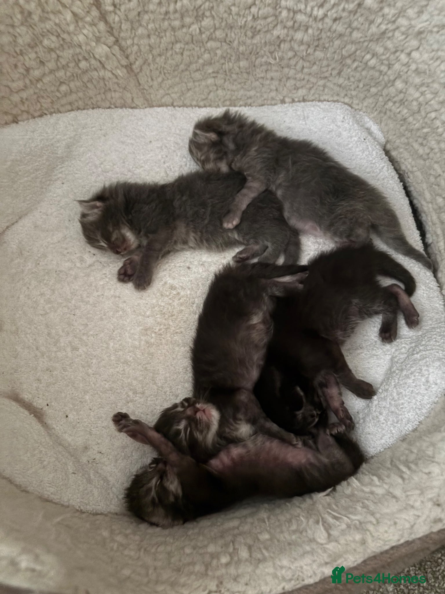 Ragcoon cats for sale: Ragcoon Kittens for sale - Advert 5