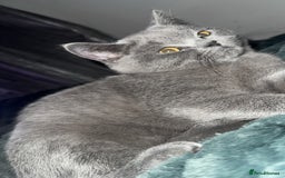British Shorthair cats for sale: Meet stitch  - Image 4