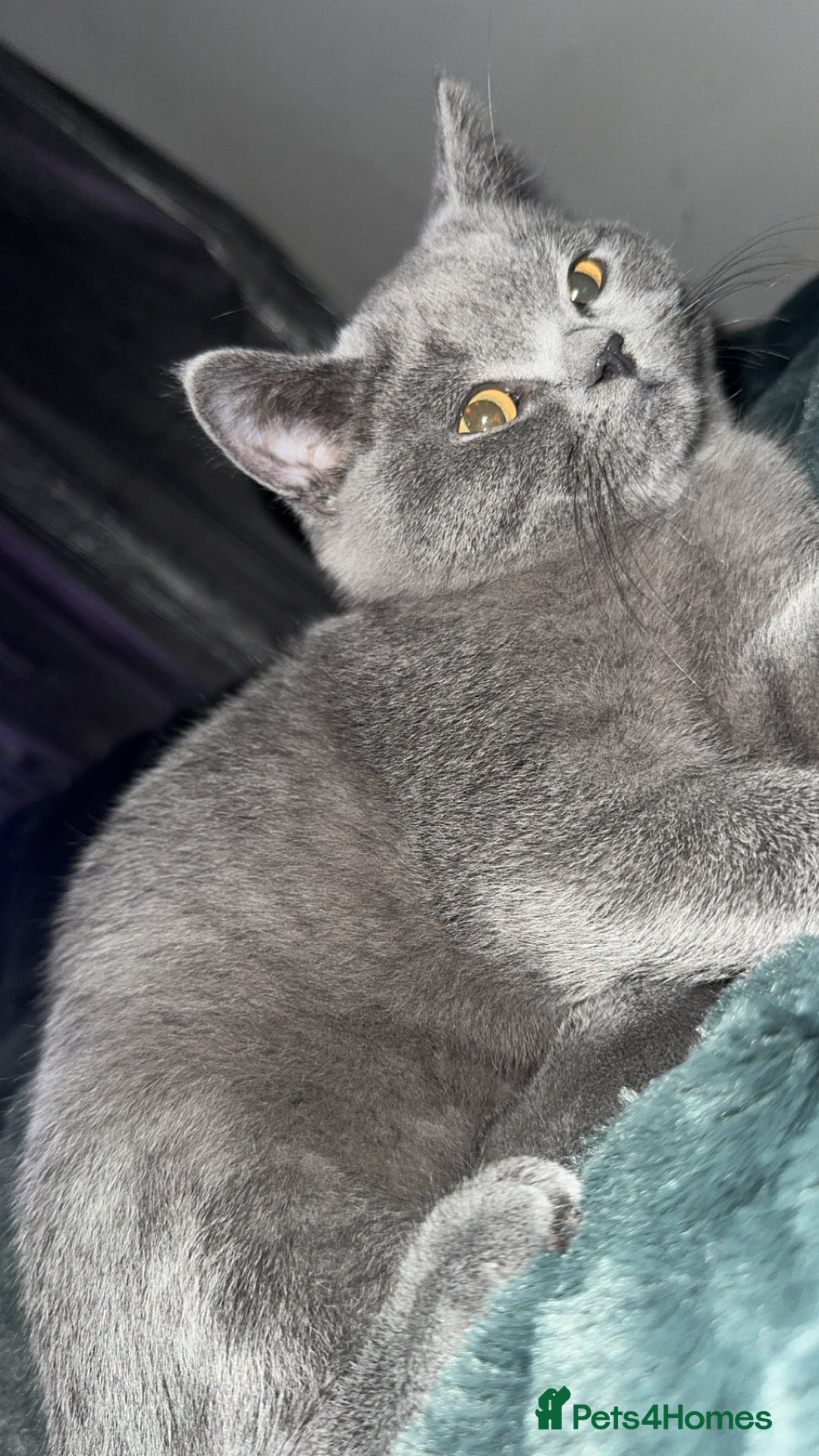 British Shorthair cats for sale: Meet stitch  - Image 4